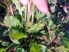 Senecio vulgaris