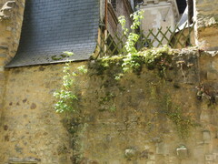 Acer negundo