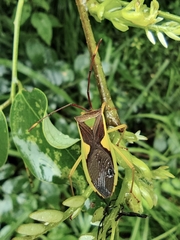 Homoeocerus walkerianus