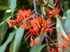 Pitcairnia commixta