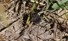 Protaetia morio