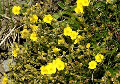 Helianthemum oelandicum