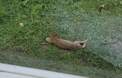 Sylvilagus floridanus