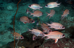Sargocentron cornutum