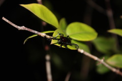 Lissonotus spadiceus