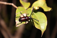 Lissonotus spadiceus