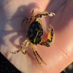 Rhithropanopeus harrisii