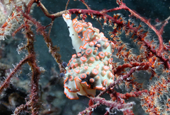 Dermatobranchus ornatus