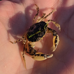 Rhithropanopeus harrisii