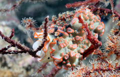 Dermatobranchus ornatus