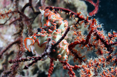 Dermatobranchus ornatus