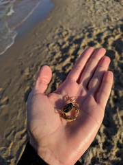 Rhithropanopeus harrisii