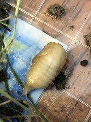 Monocesta coryli