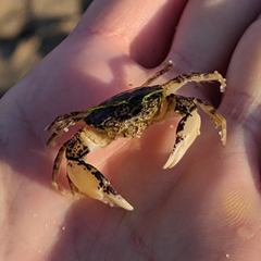 Rhithropanopeus harrisii