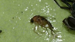 Metopininae