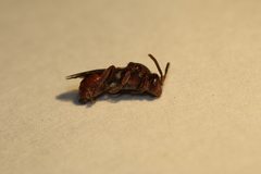 Nomada articulata