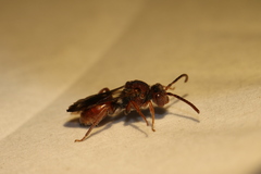 Nomada articulata
