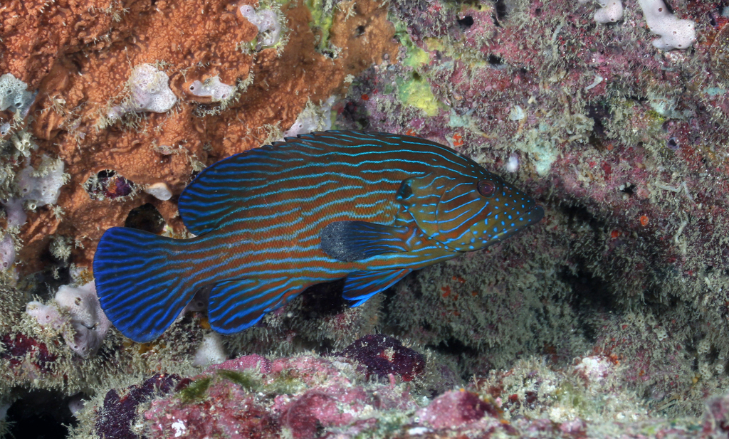 Bluelined Hind