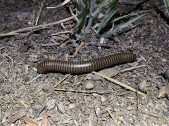 Tylobolinae