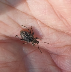 Otiorhynchus tristis