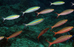 Pterocaesio chrysozona