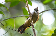 Alophoixus ochraceus