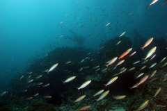 Pterocaesio chrysozona