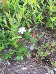 Sibbaldiopsis tridentata