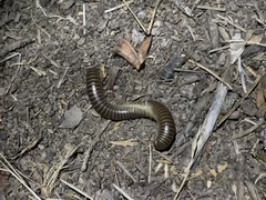 Tylobolinae