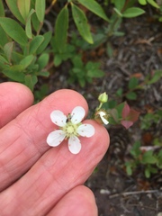 Sibbaldiopsis tridentata