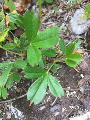 Sibbaldiopsis tridentata