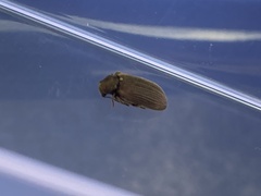 Grynobius planus