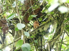 Glaucidium jardinii