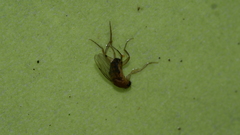 Metopininae