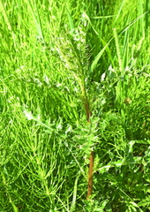 Cirsium arvense arvense