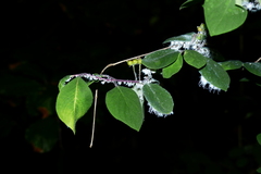 Prociphilus xylostei