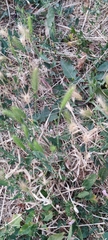 Hordeum murinum