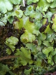 Marchantia paleacea