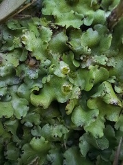 Marchantia paleacea