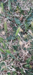 Hordeum murinum
