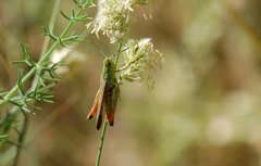 Chorthippus apicalis