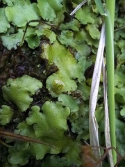 Marchantia paleacea