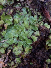 Marchantia paleacea