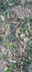 Hordeum murinum