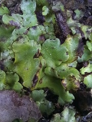 Marchantia paleacea