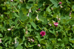 Lathyrus roseus