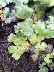 Marchantia paleacea