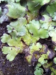 Marchantia paleacea