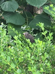 Pipilo erythrophthalmus