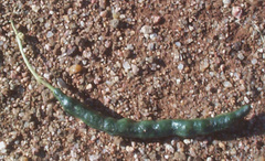 Cadaba aphylla